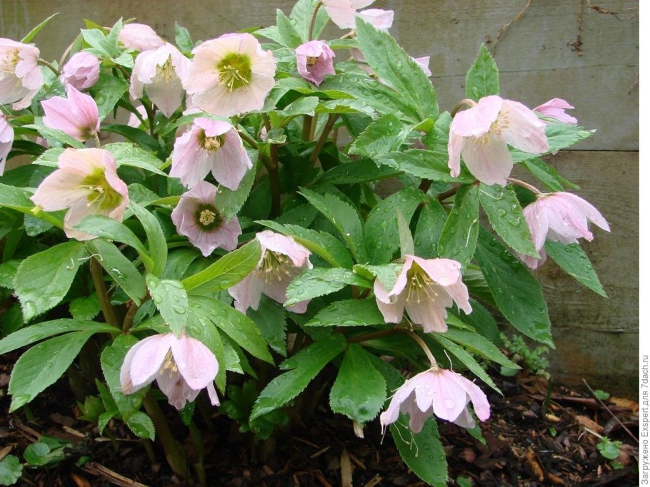 Геллеборус морозник Рождественская роза