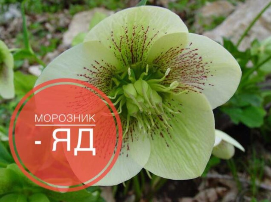 Морозник Helleborus