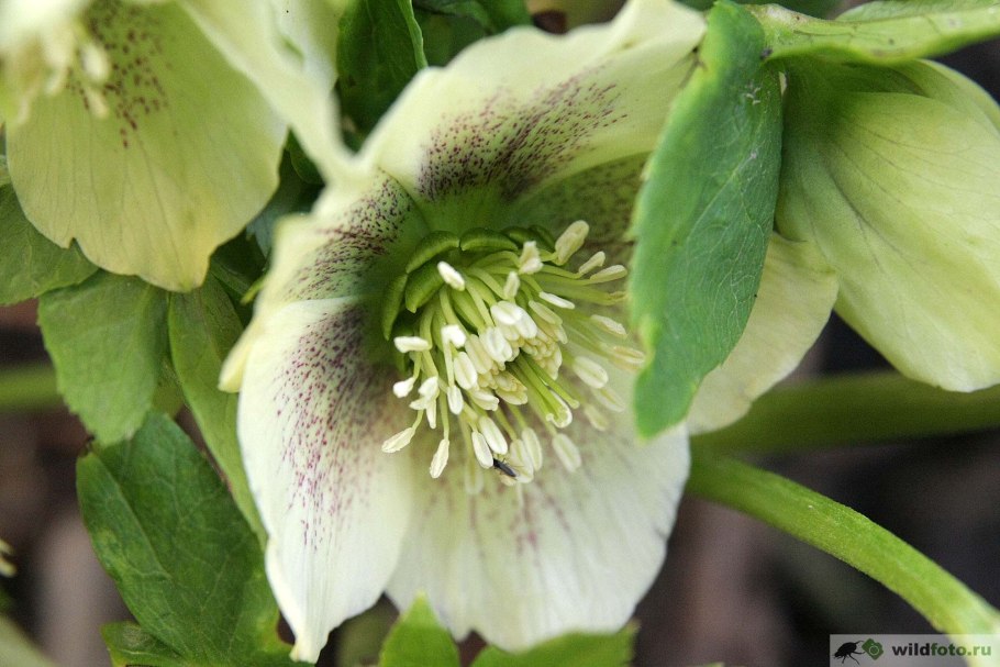 Морозник (Helleborus) кавказский