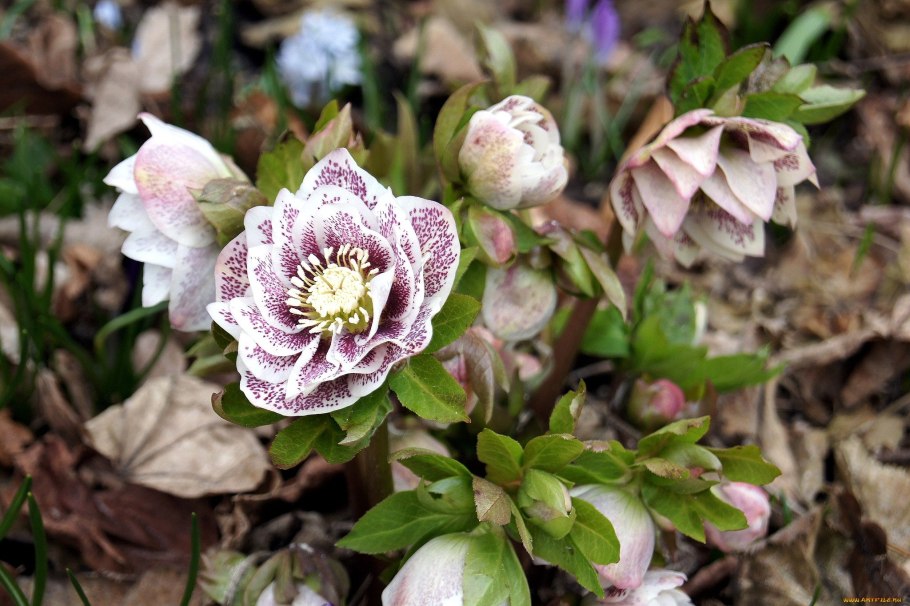Морозник Helleborus Niger