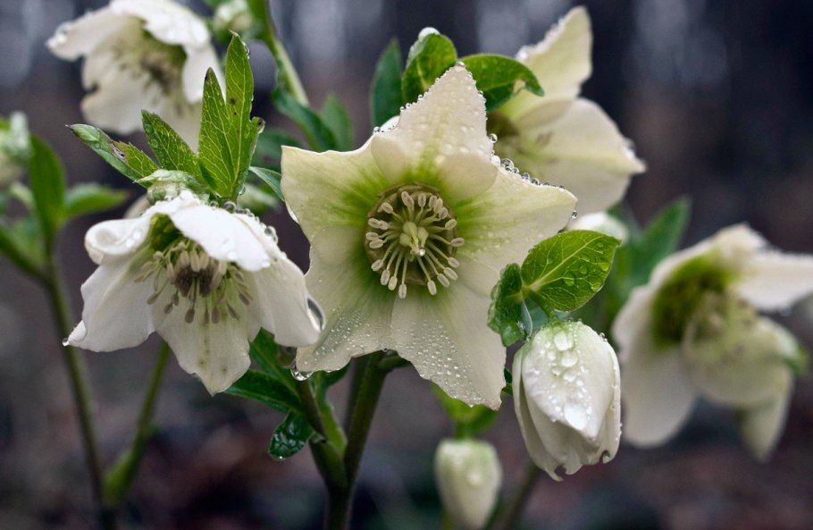 Морозник Helleborus