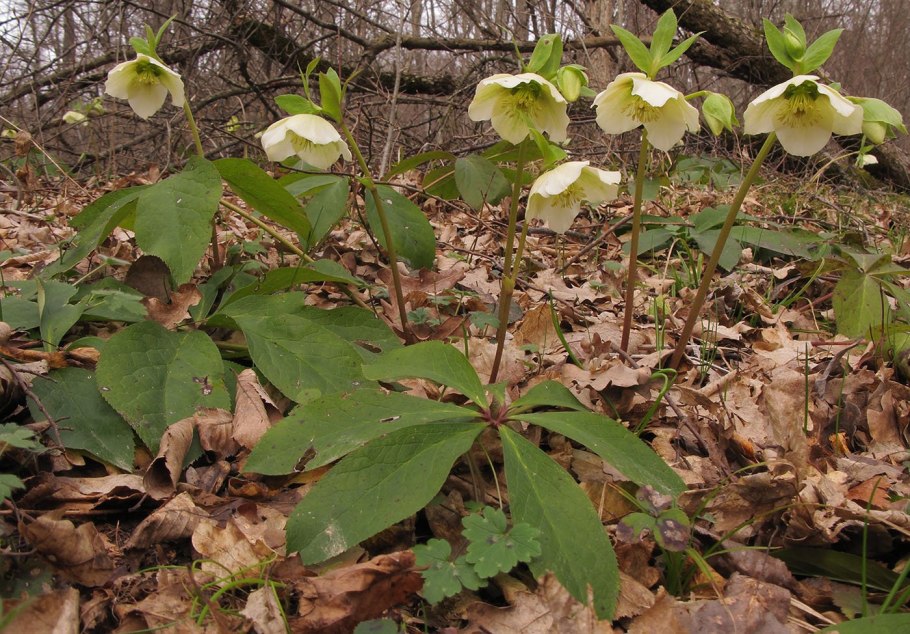 Морозник кавказский цветок