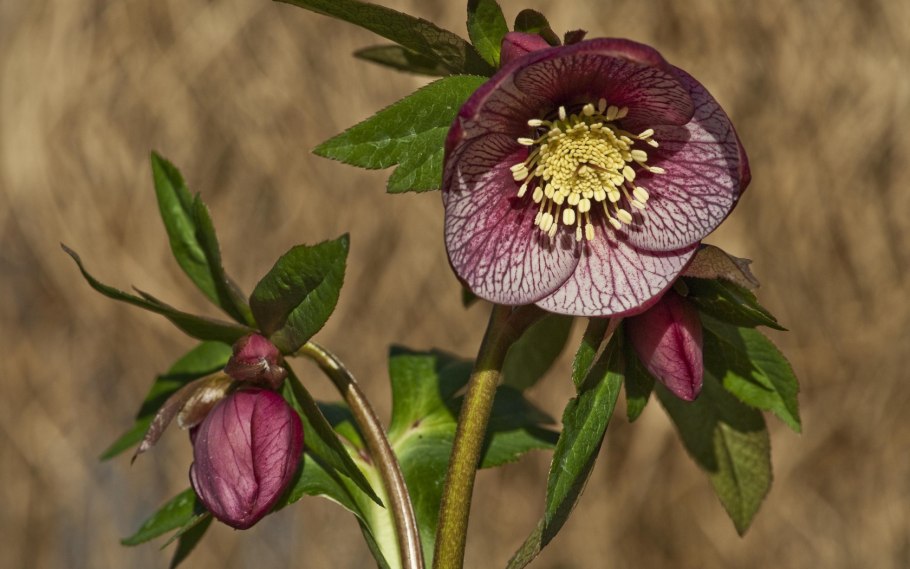 Морозник кустарниковый