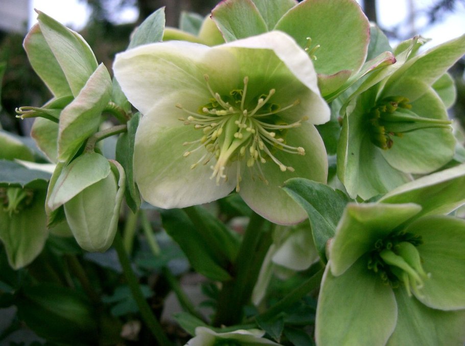 Морозник Helleborus Pirouette