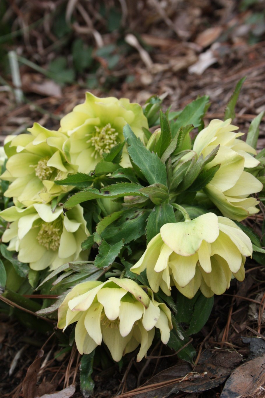 Морозник Helleborus