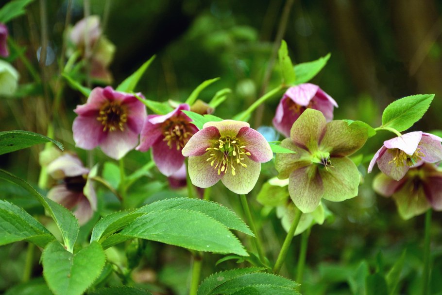 Морозник гибридный