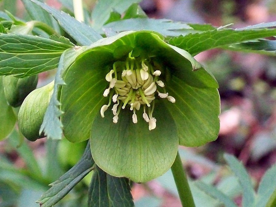 Морозник Helleborus