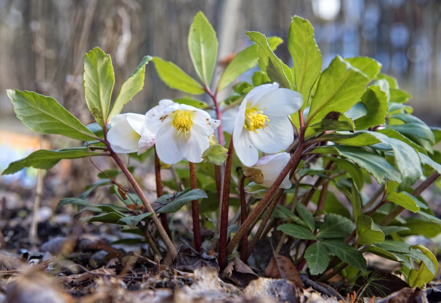 Морозник цветок