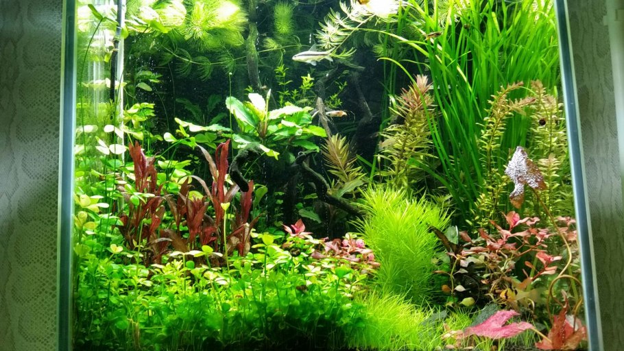 Красивый аквариум с рыбками и растениями