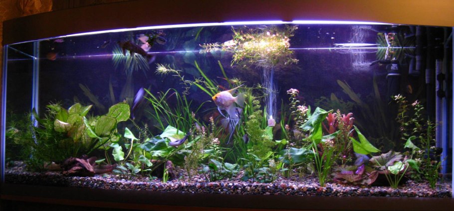 Экосистема аквариума