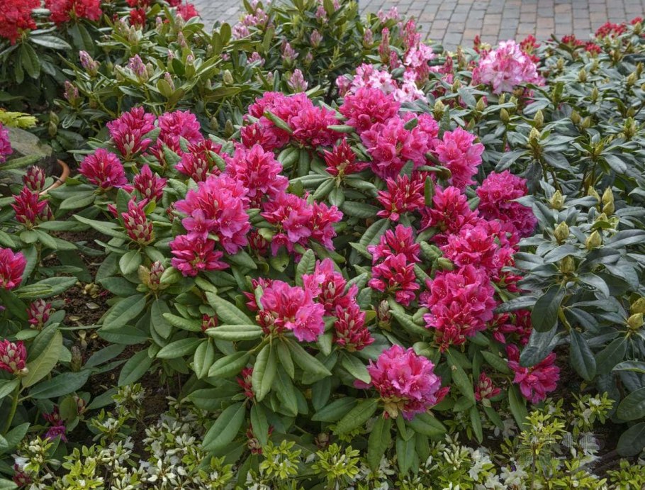 Рододендрон Сцинциллейшн