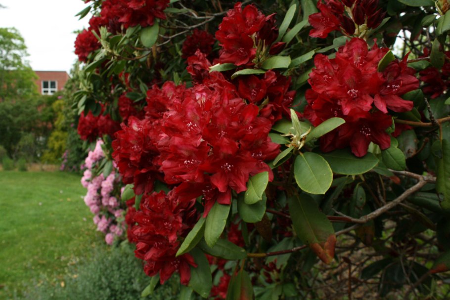 'Cassata' рододендрон гибридный