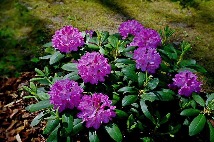 Азалия/рододендрон (Rhododendron Marcel Menard p13)