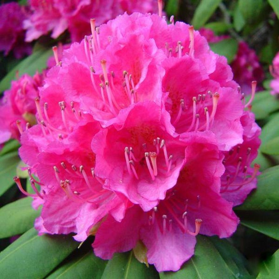 Рододендрон Пирс Американ Бьюти