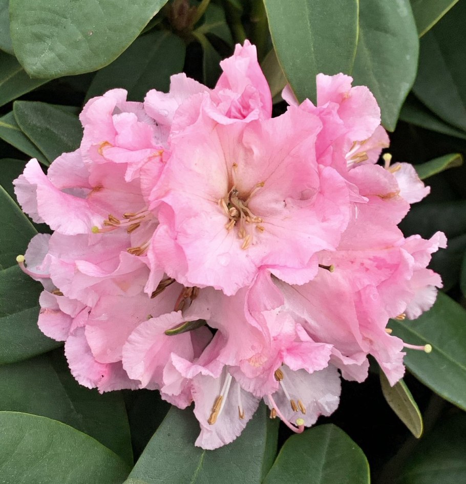 Рододендрон Персис Американ Бьюти