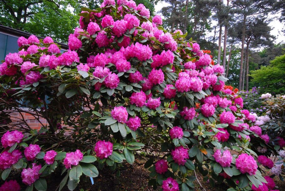 Рододендрон Силфидес