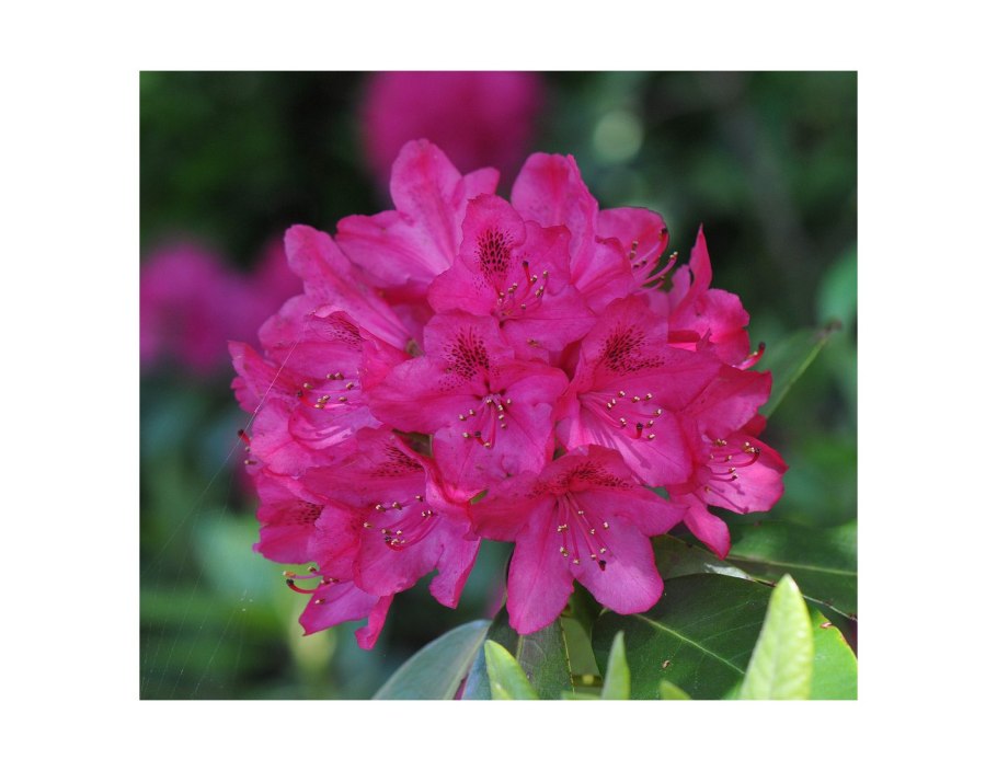 Рододендрон гибридный Персис Американ Бьюти