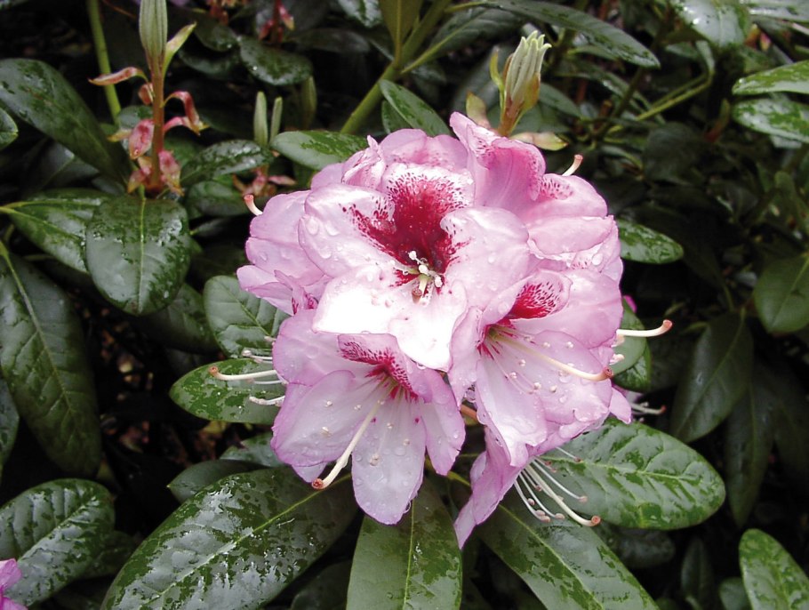 Азалия японская Пурпуртраум