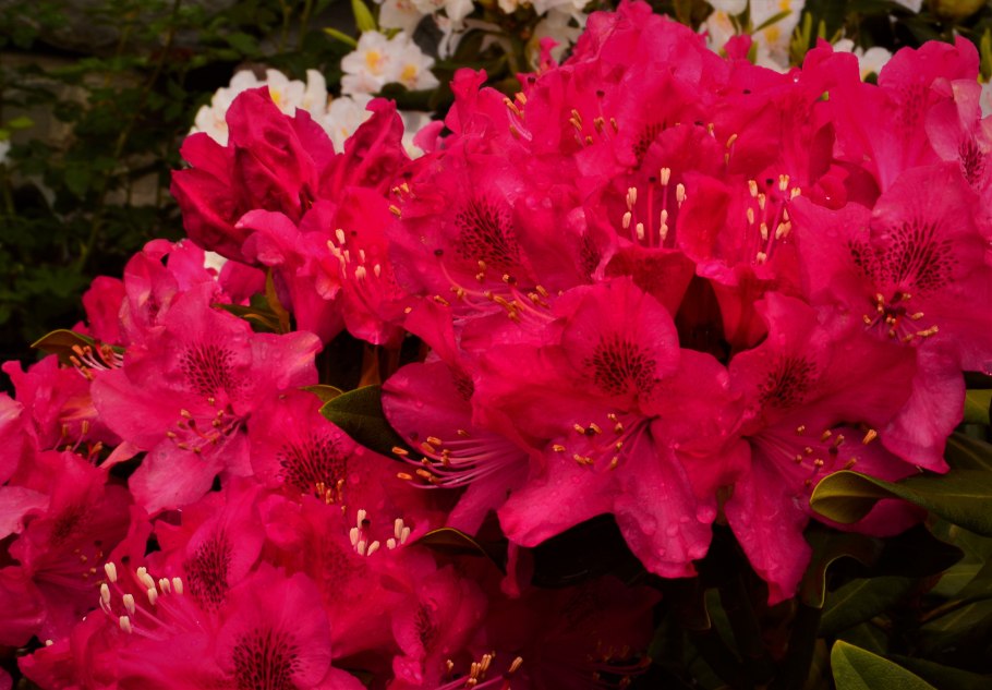 Азалия китайская