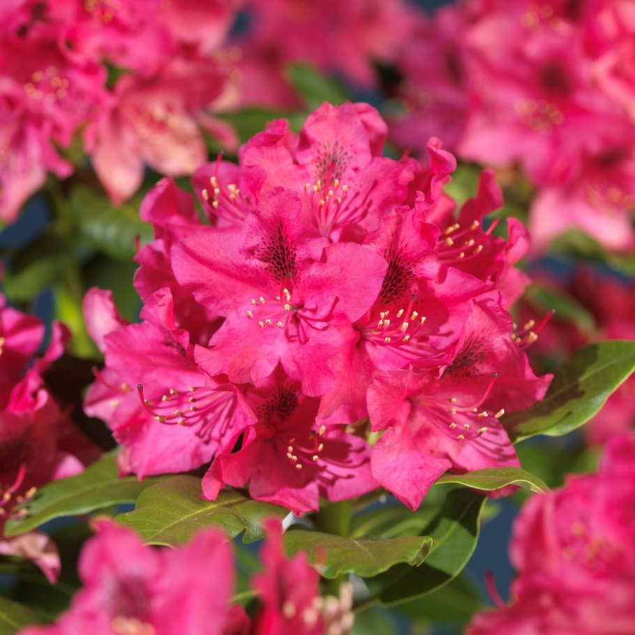 Рододендрон Нова Зембла