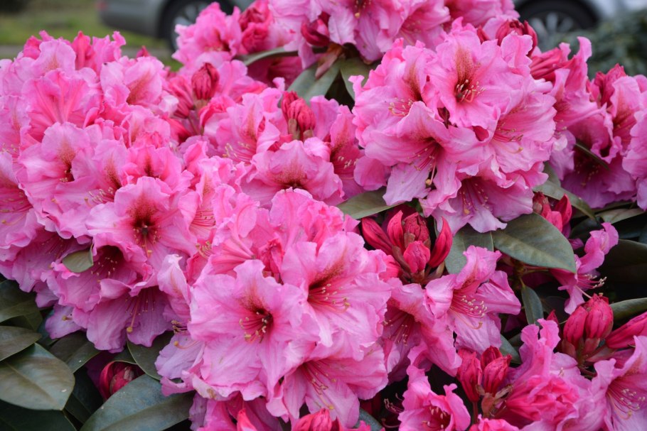 Рододендрон Tarragona