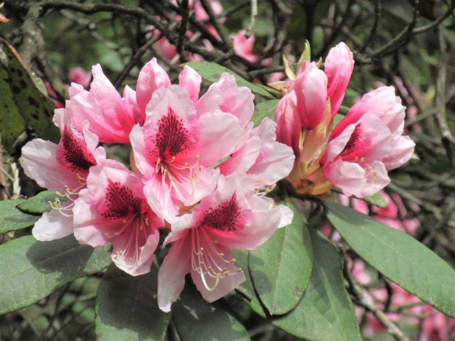 Рододендрон Девин