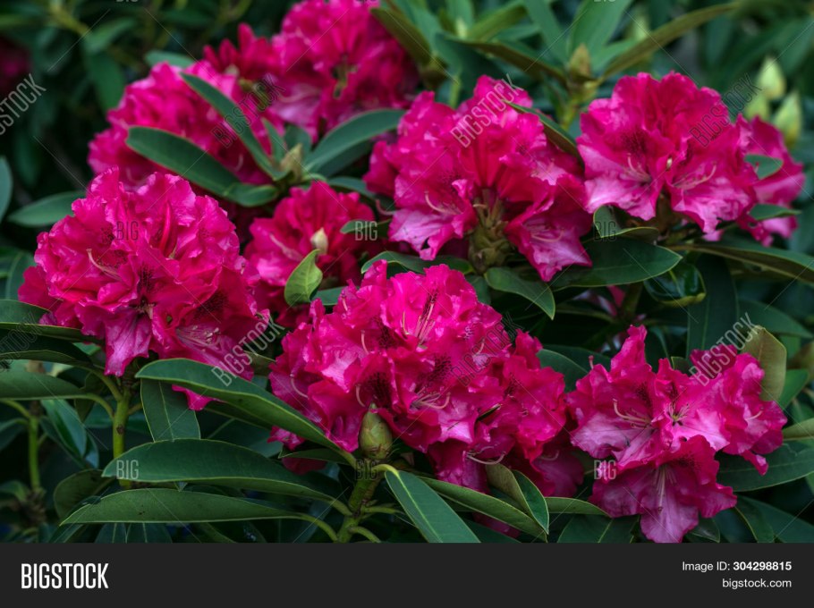 Рододендрон древовидный