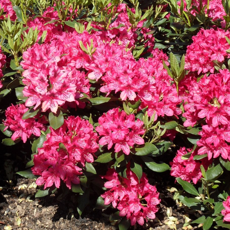 Рододендрон Nova Zembla