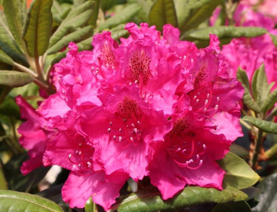 Рододендрон Пирс Американ Бьюти