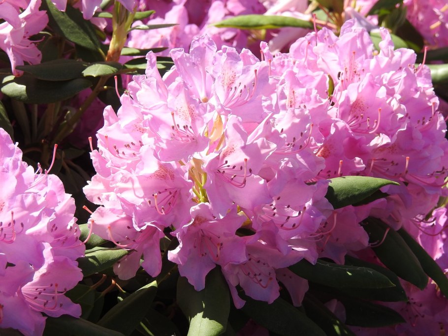Рододендрон Азалия розовая