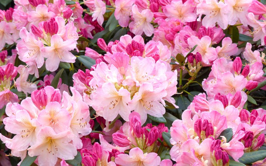 Рододендрон Лесной