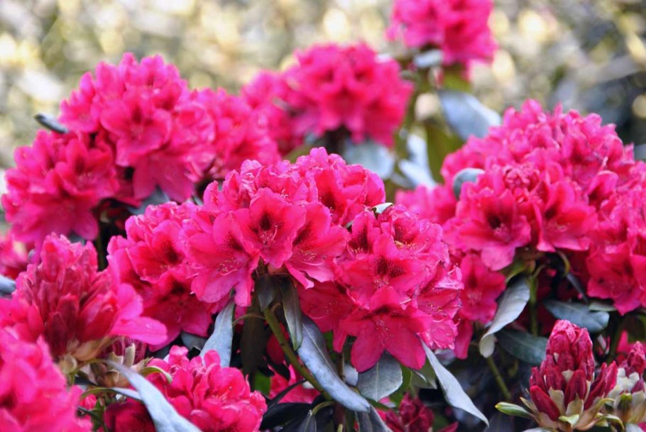 Рододендрон куст