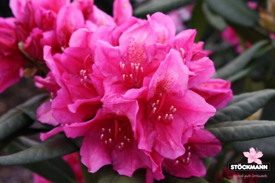 Рододендрон гибридный Персис Американ Бьюти