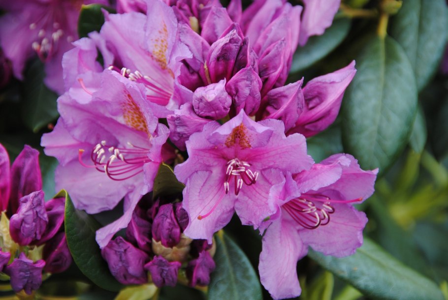 Родендрон Пирс Американ Бьюти