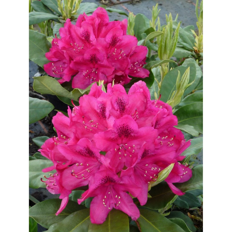 Рододендрон коралловый