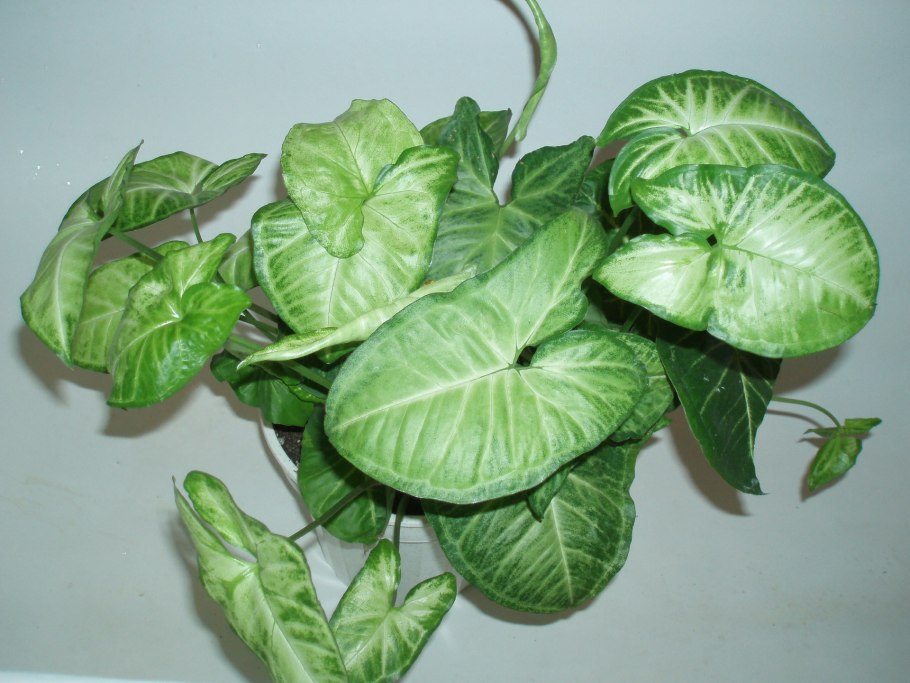 Сингониум three Kings