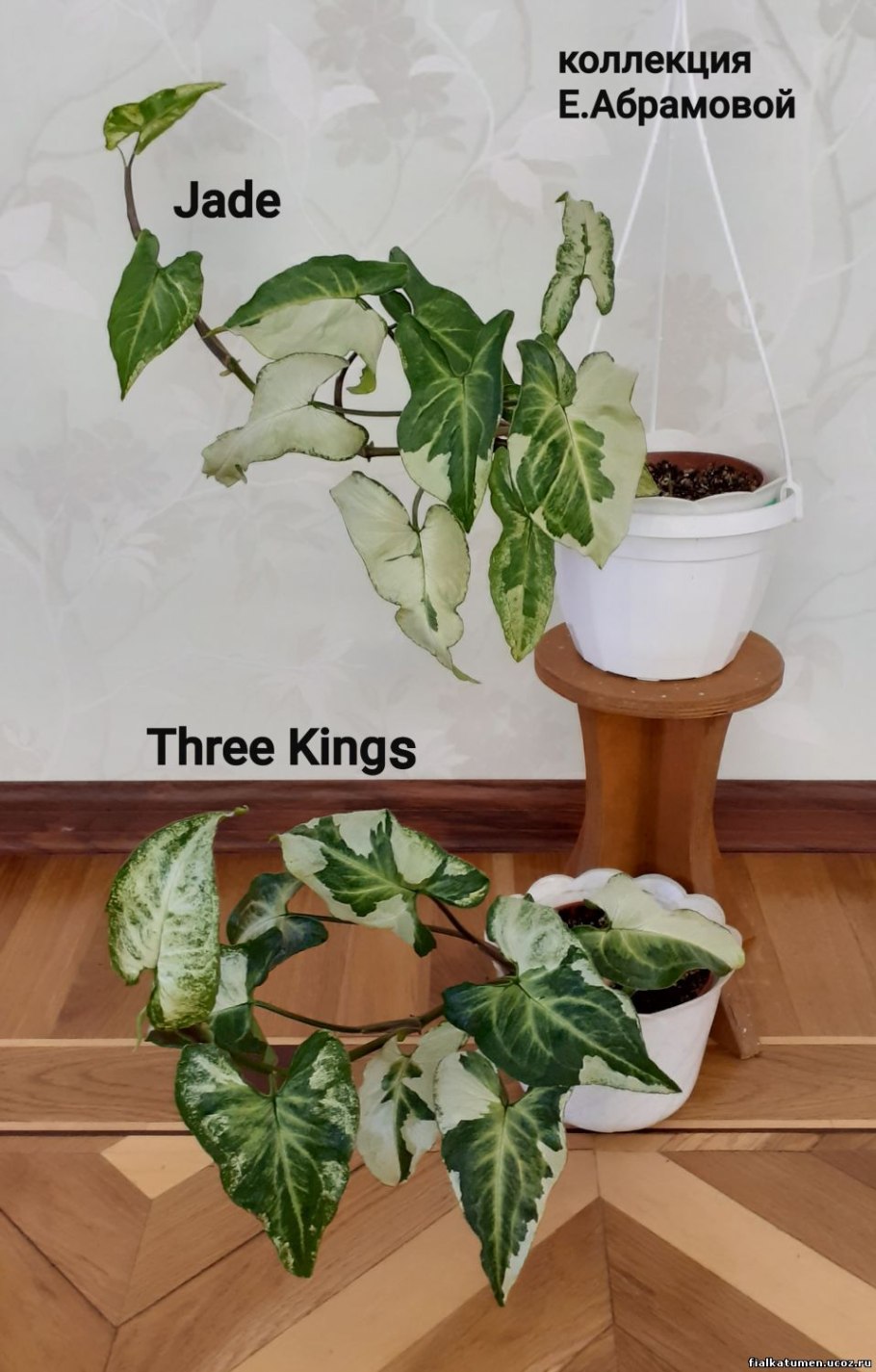 Сингониум Siam Jade