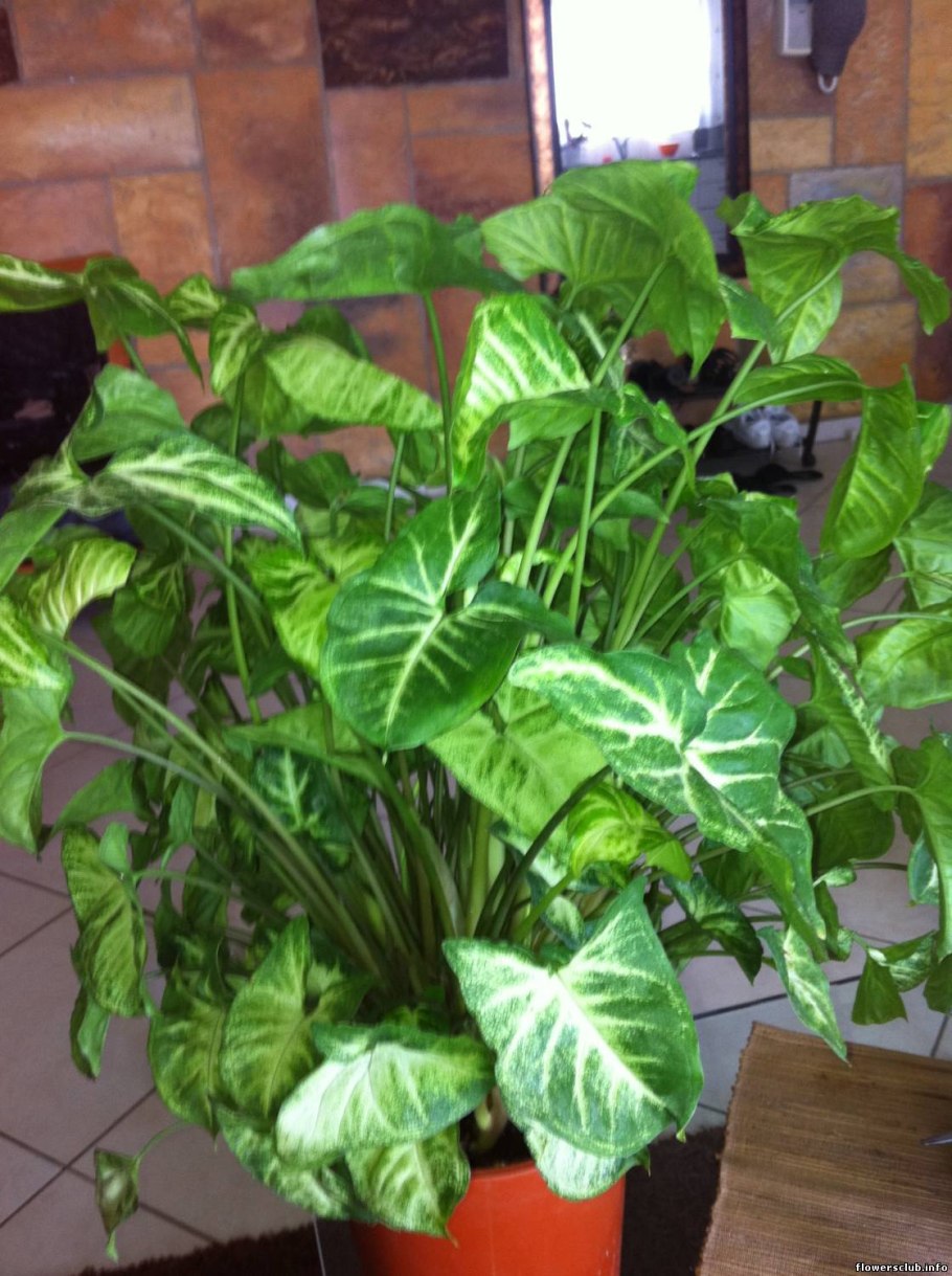 Аглаонема Siam Jade