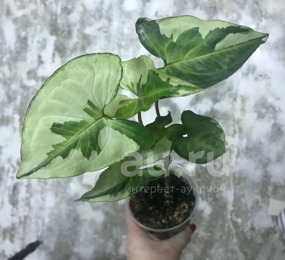 Сингониум Imperial White