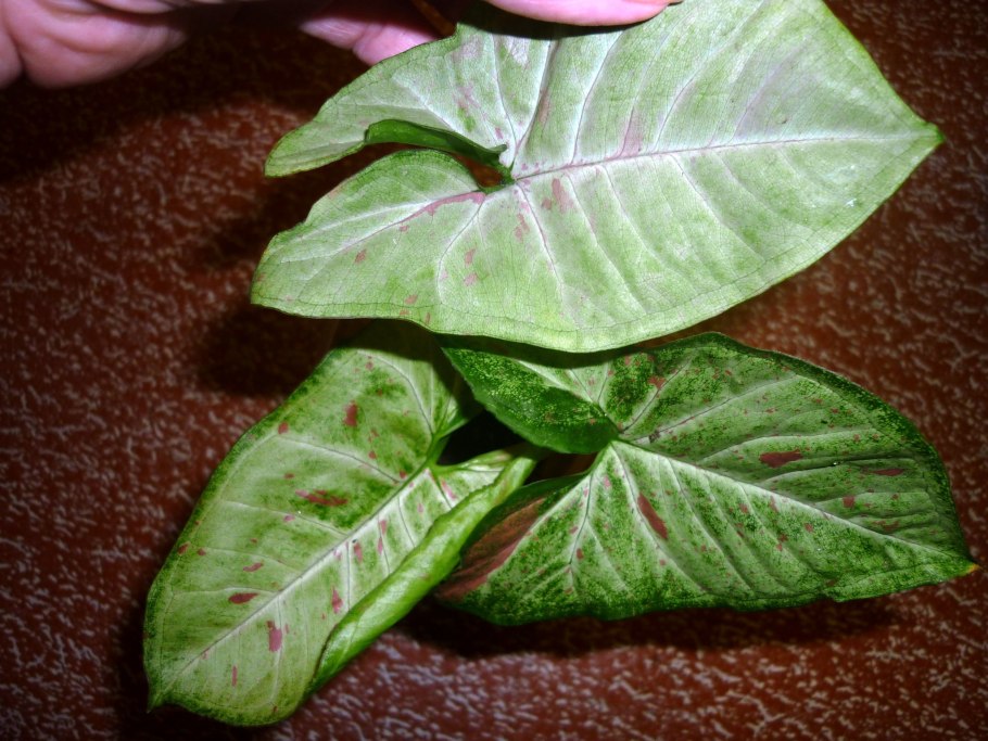 Сингониум три короля