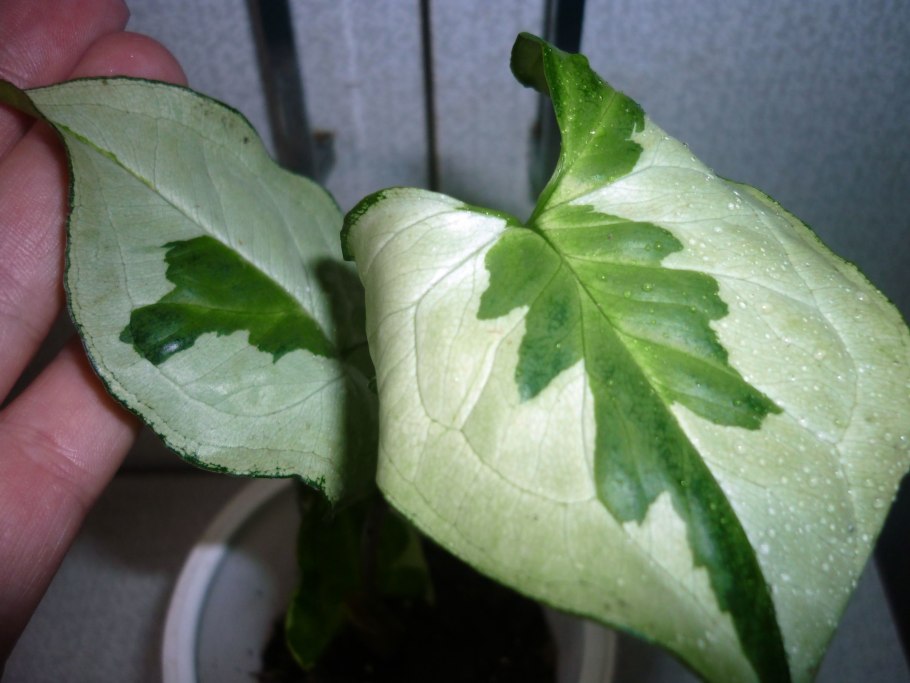 Сингониум Жаде Jade