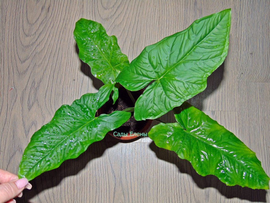 Сингониум podophyllum