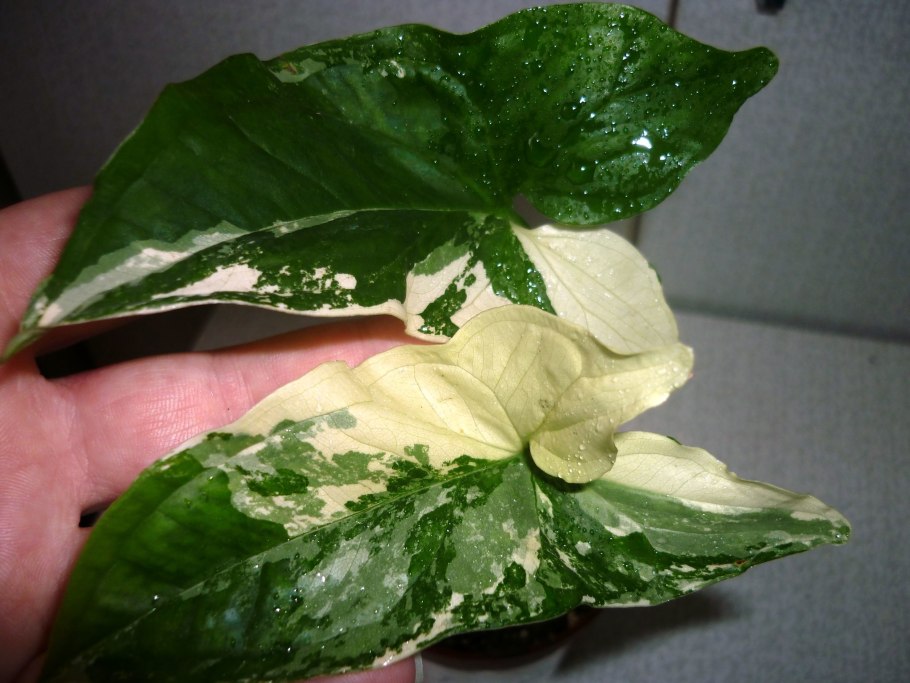 Сингониум Брокант