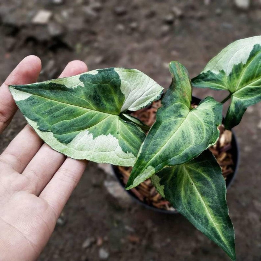 Сингониум Вариегата