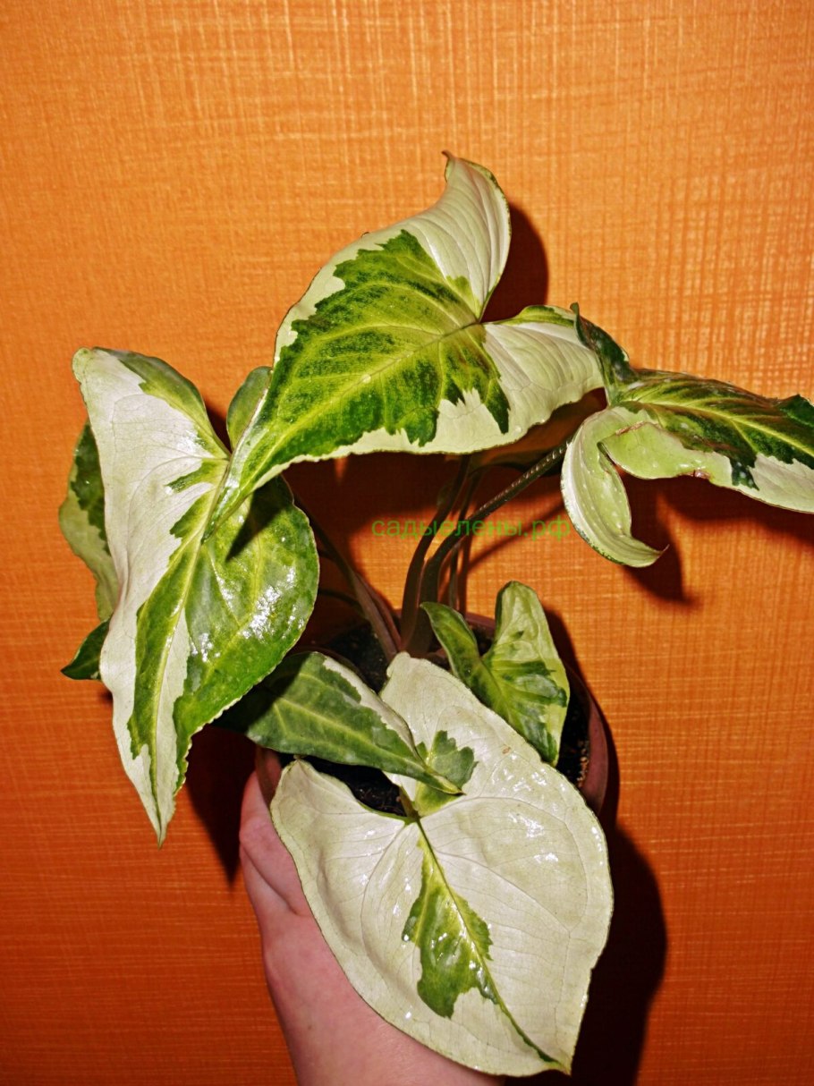 Сингониум Жаде Jade