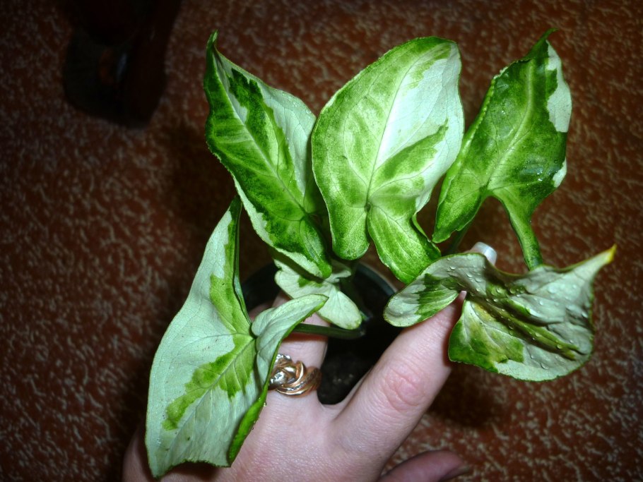 Сингониум Вендланди Лонг лиф