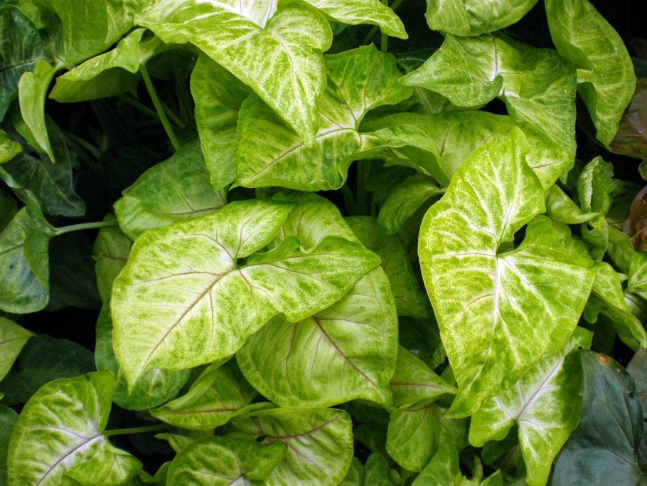 Сингониум ножколистный