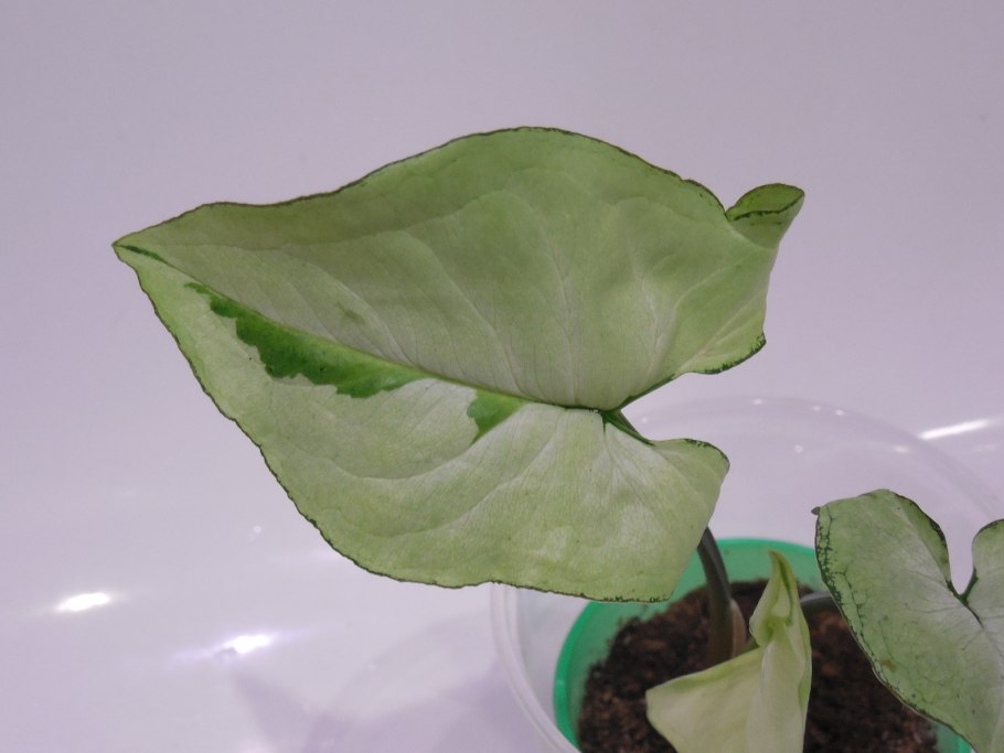 Сингониум Сиам Жаде