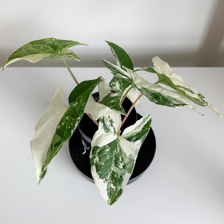 Сингониум Подофиллум Вариегата