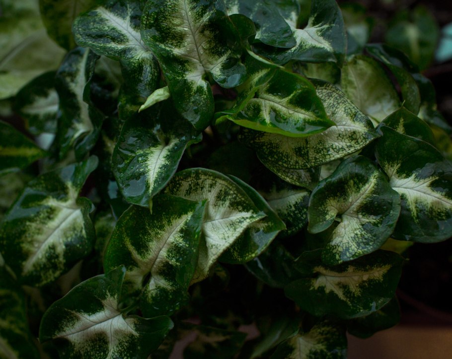 Сингониум Болд Алюжен вар